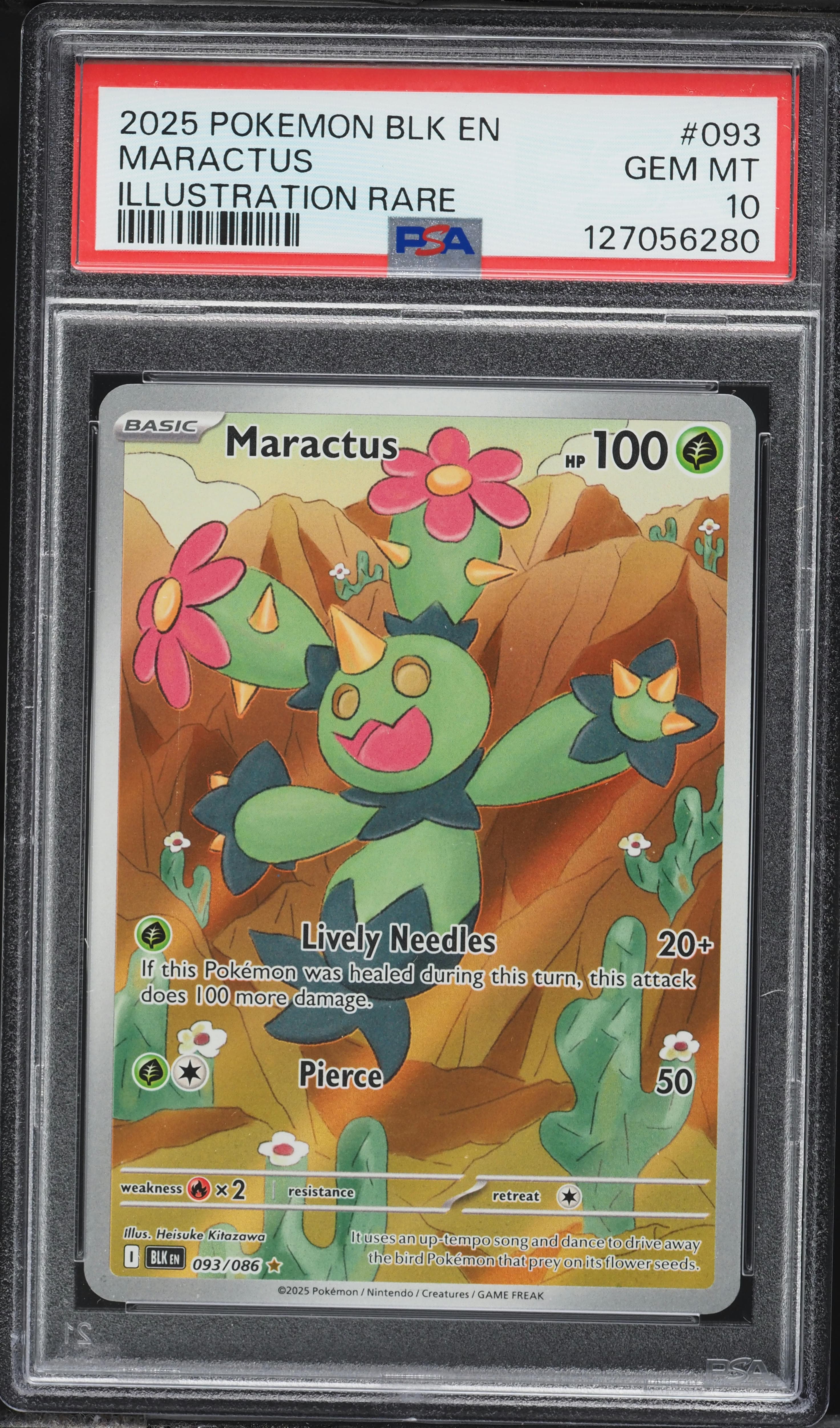 Maractus