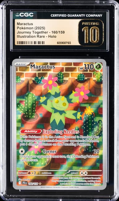 Maractus