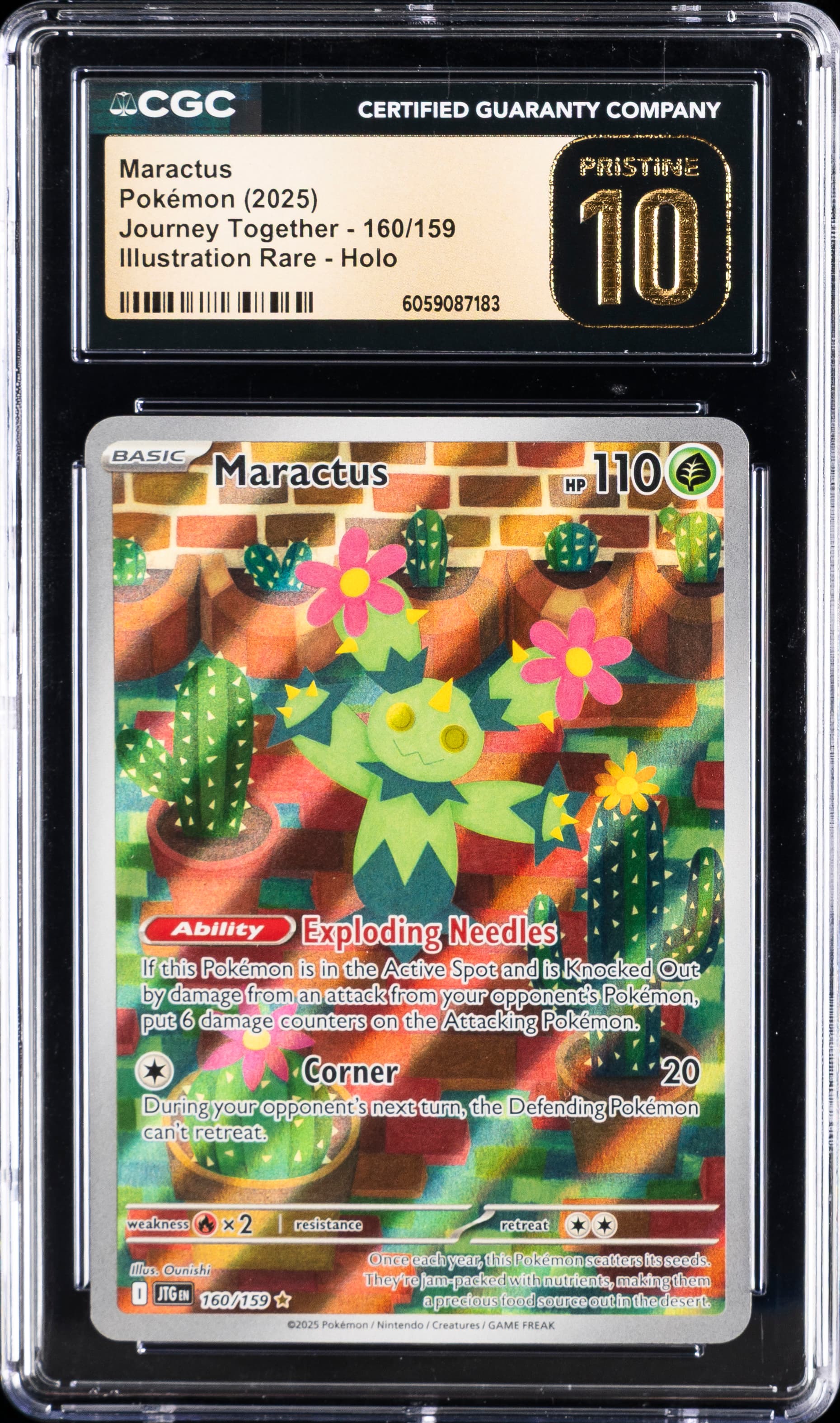 Maractus