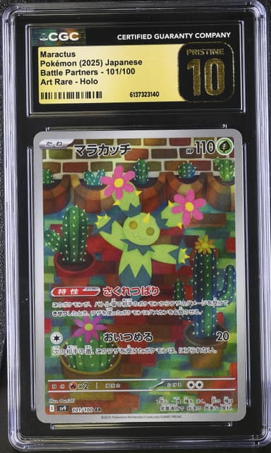 Maractus