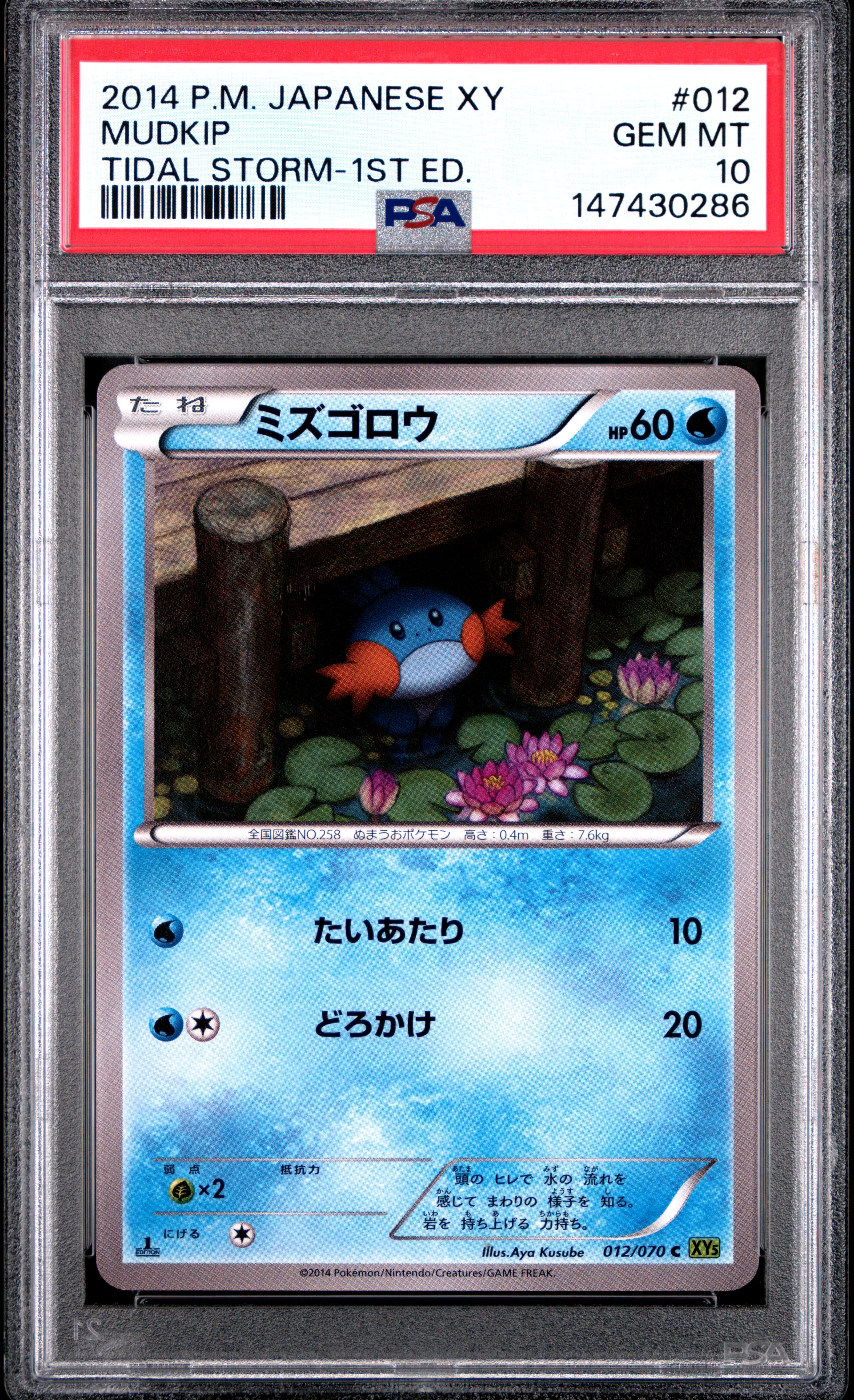 Mudkip 1st Edition