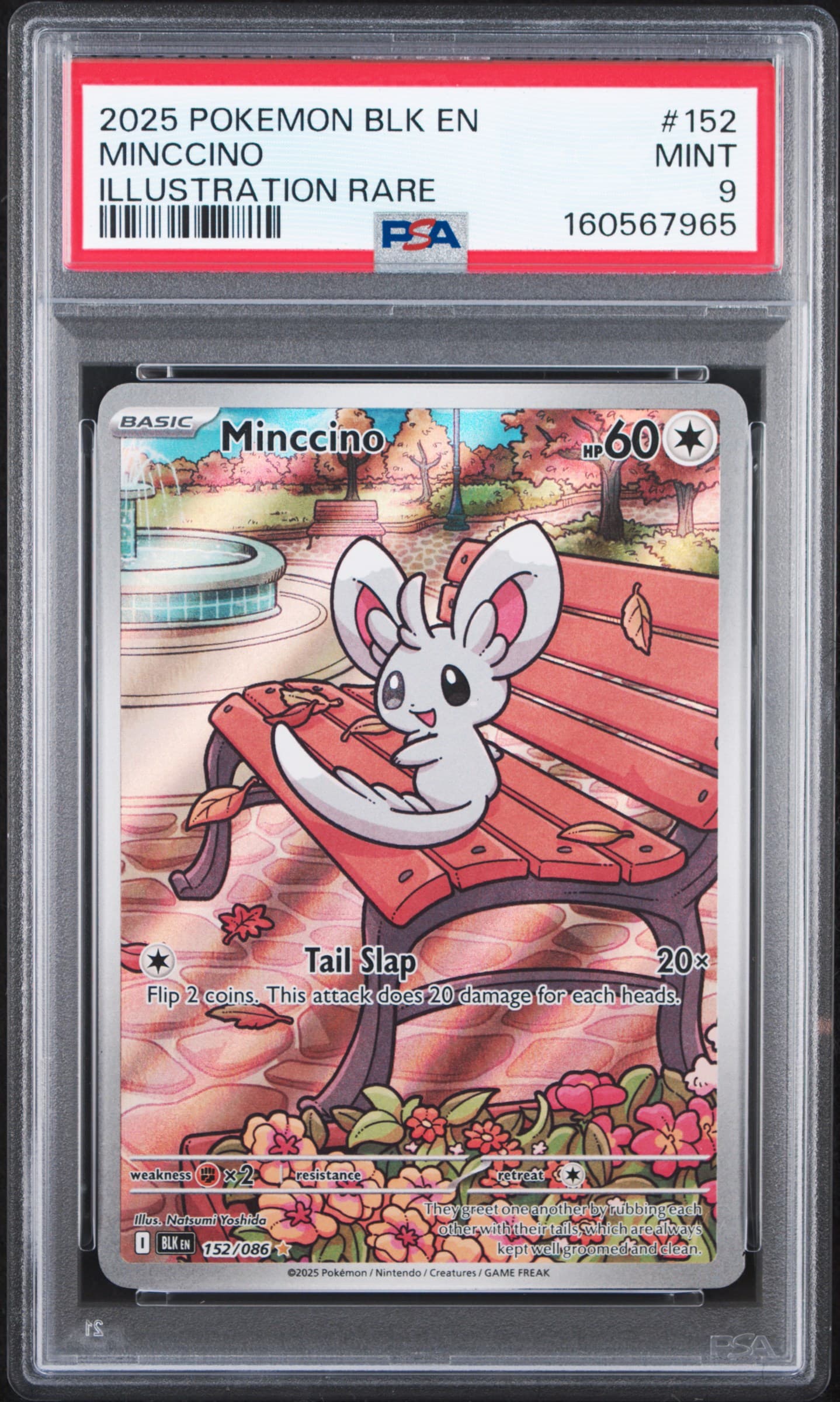 Minccino