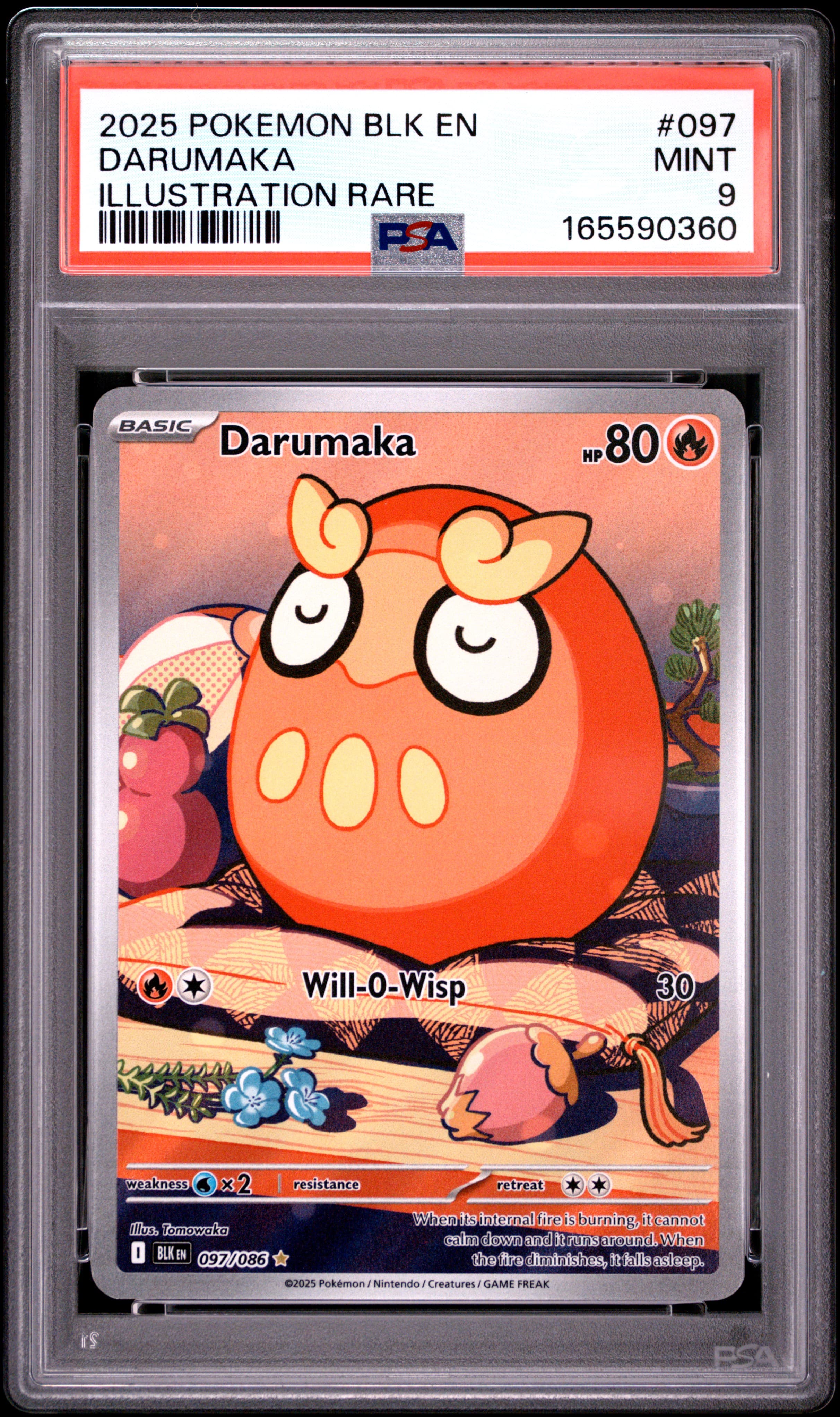 Darumaka