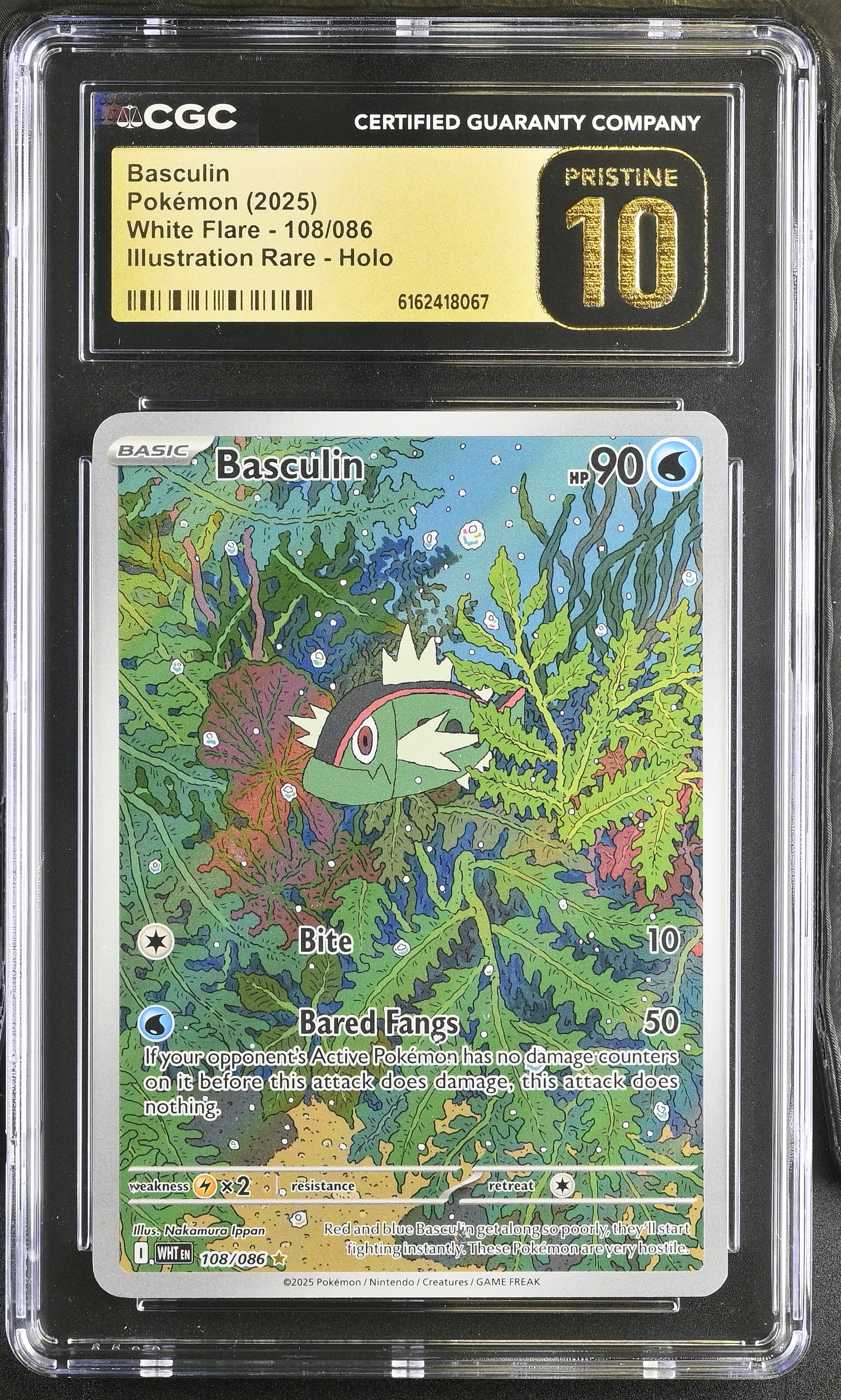 Basculin