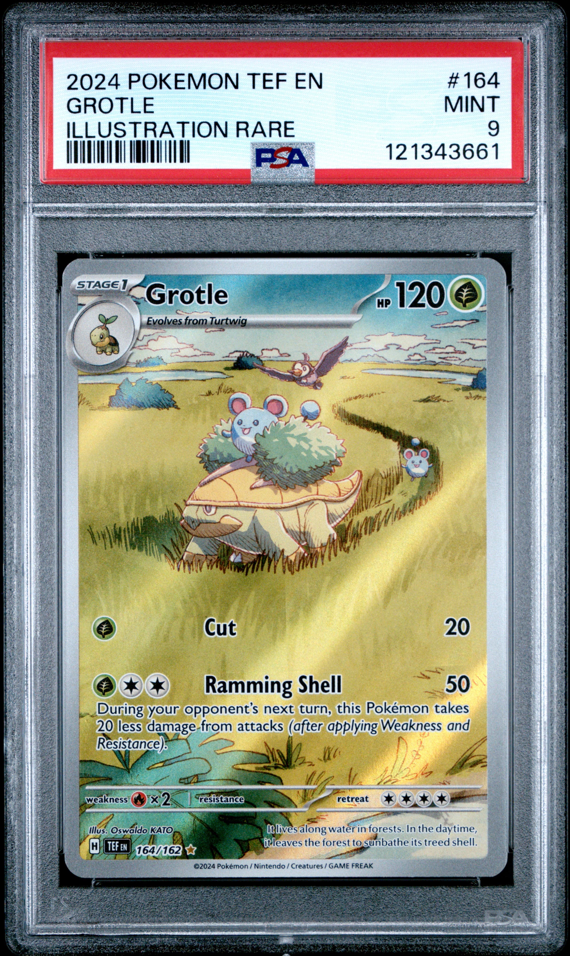 Grotle