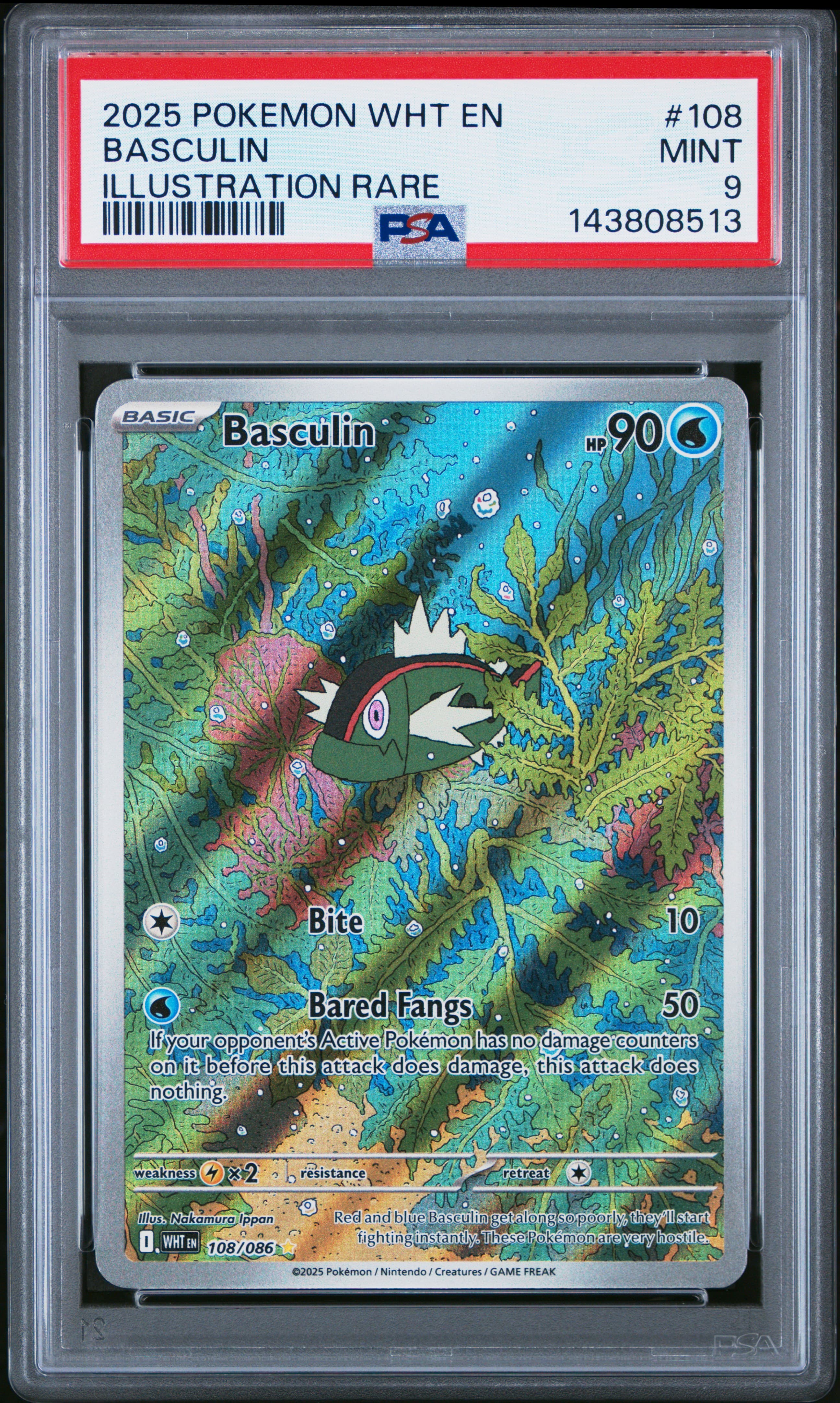 Basculin
