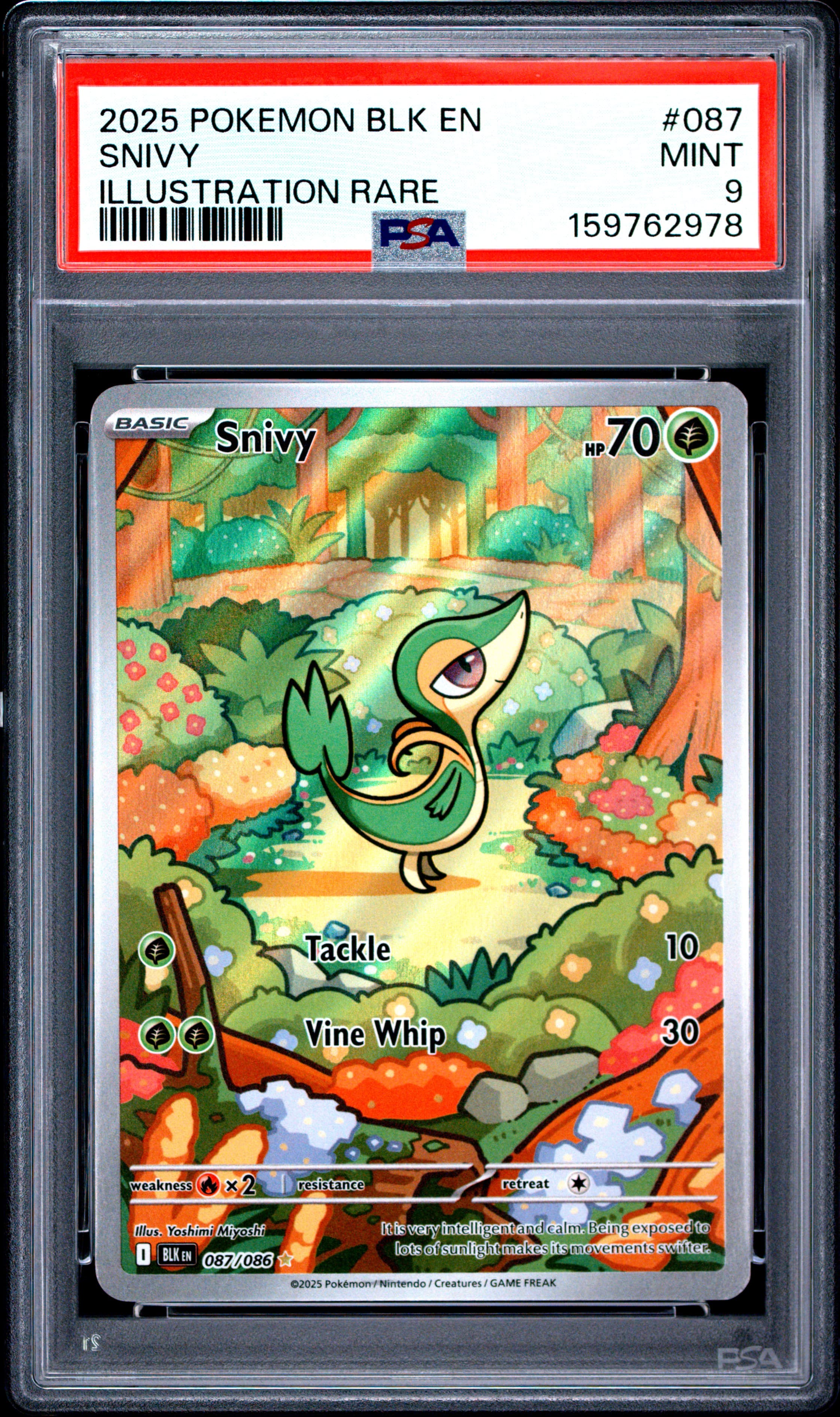 Snivy
